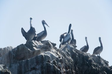 Pelikanlar buzlu, Islas Ballestas, Peru