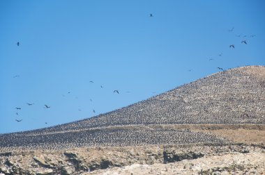 Kuşlar buzlu, Islas Ballestas, Peru