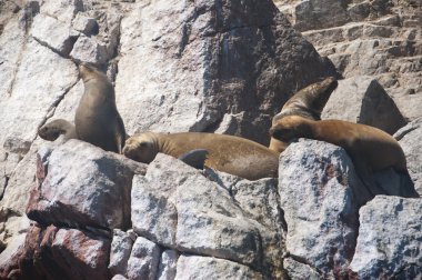 Deniz Aslanları buzlu, Islas Ballestas, Peru