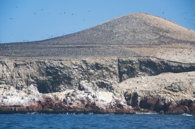 Kuşlar buzlu, Islas Ballestas, Peru