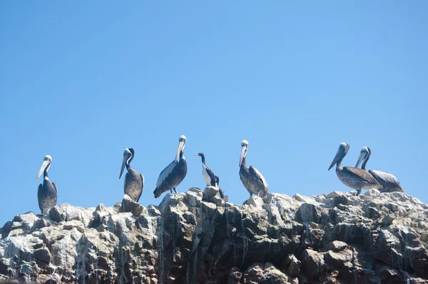 Pelicans on the rocks, Islas Ballestas, Peru — Stock Photo, Image