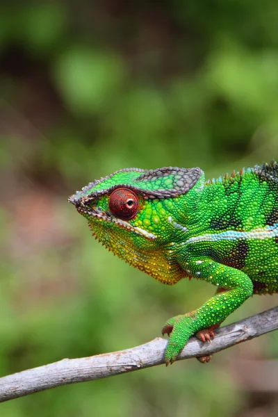 Caméléon sur branche — Photo