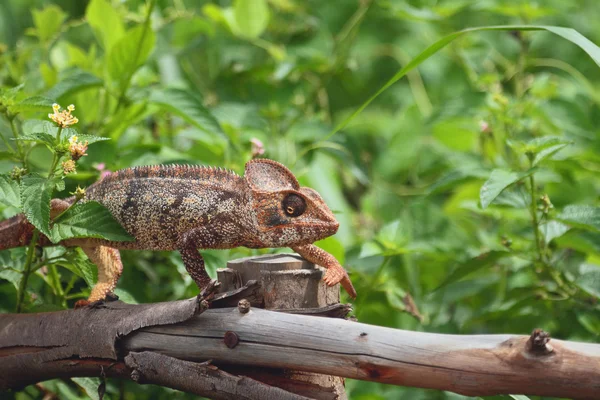 Chameleon walking on protection — Stock Photo, Image