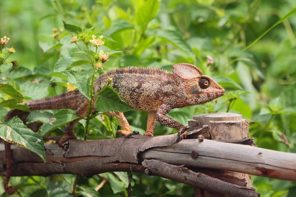 Chameleon op bescherming tegen boom — Stockfoto