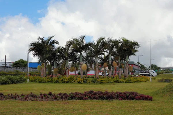 Gräsmatta med palmer, Mauritius — Stockfoto
