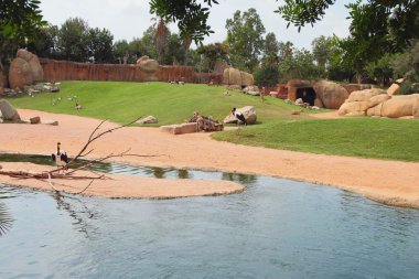 Biopark açık hava kafeste. Valencia, İspanya