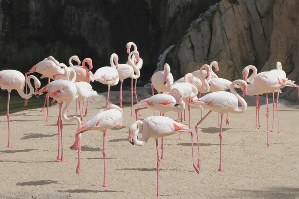 Pembe flamingolar, biopark. Valencia, İspanya — Stok fotoğraf