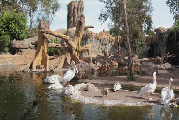 Biopark içinde. Valencia, İspanya — Stok fotoğraf