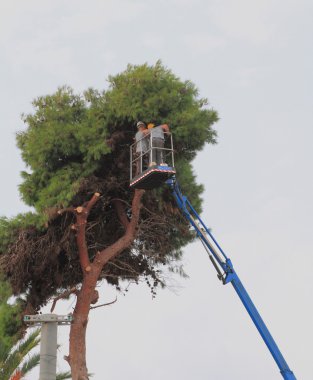 Yüksek katlı inşaat üstünde Ağaç kesme