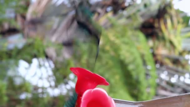 Пьющий сироп колибри в кормушке — стоковое видео