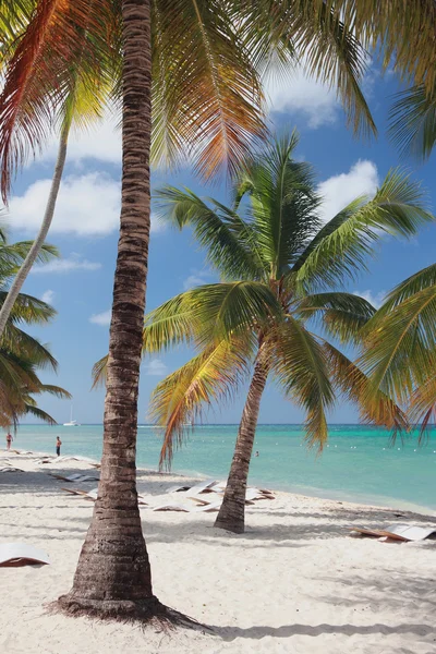 Palm trees on tropical beach. Isla Saona, La Romana, Dominicana — Stock Photo, Image