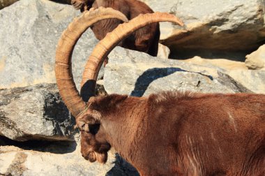 Alp dağ keçisi Alpenzoo içinde. Innsbruck, Avusturya
