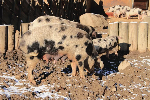 Hausschweine und kleine Schweine — Stockfoto