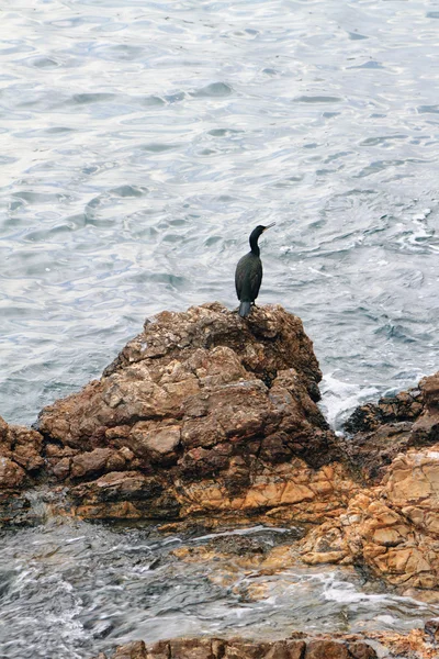 Stony coast and cormorant. Palma-de-Majorca, Spain — Stock Photo, Image