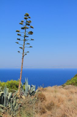 Kaktüs deniz kıyısında. Rhodes, Yunanistan