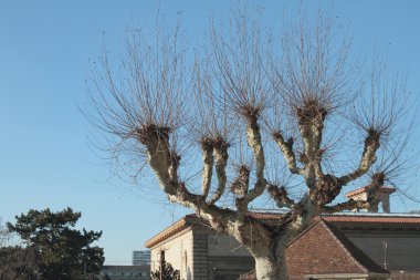 Taç yapraklar olmadan. Lausanne, İsviçre