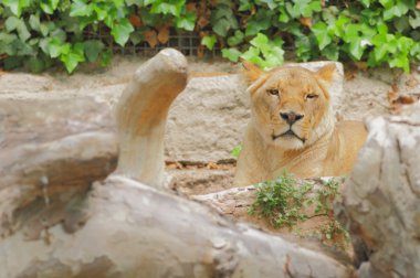 Dişi aslan ve ağaç gövde