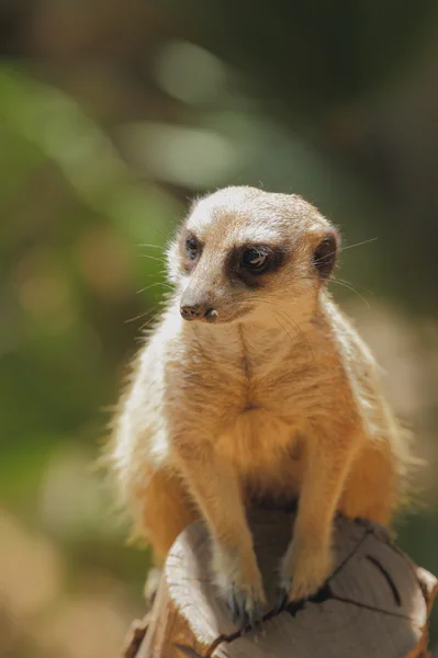 Meerkat — стокове фото