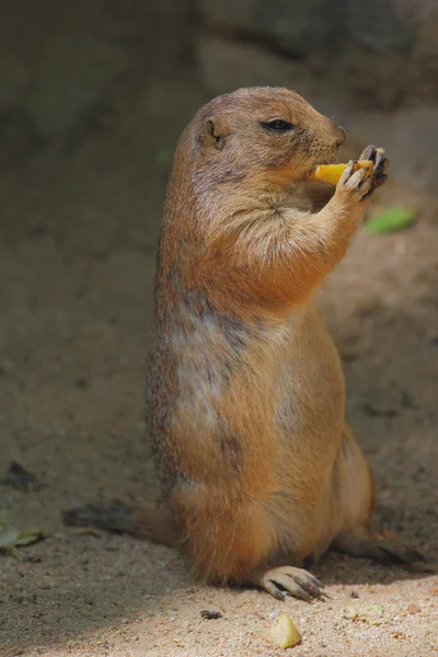 Gopher — 图库照片