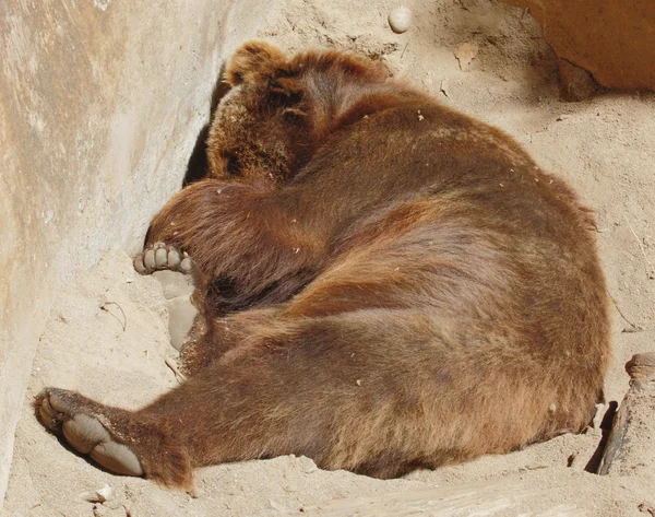 Бурый медведь спит в клетке под открытым небом зоопарка — стоковое фото