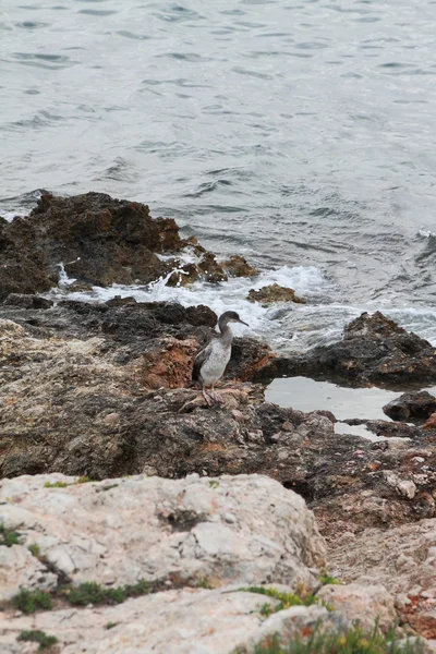 Meeresküste und Kormoran. Palma de Mallorca, Spanien — Stockfoto