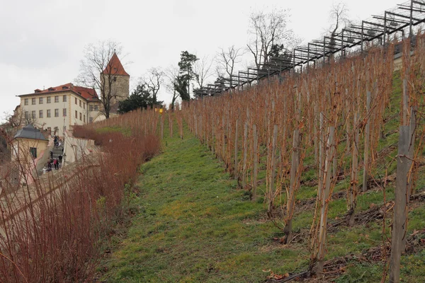 Grapevine in January. Prague, Czech Republic — Stock Photo, Image