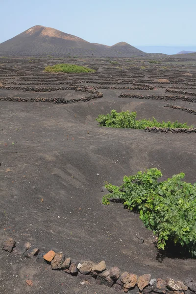 Vineyards on volcanic ash. La Geria, Lanzarote, Spain — Stock Photo, Image