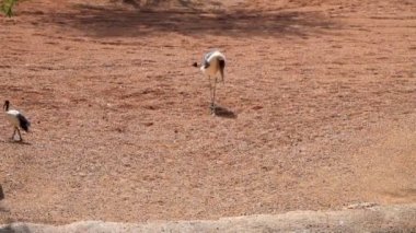 Marabut inç biopark, Valencia, İspanya