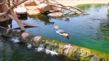 Baraj üzerinde yürüyen vinç taç. Biopark, Valencia, İspanya