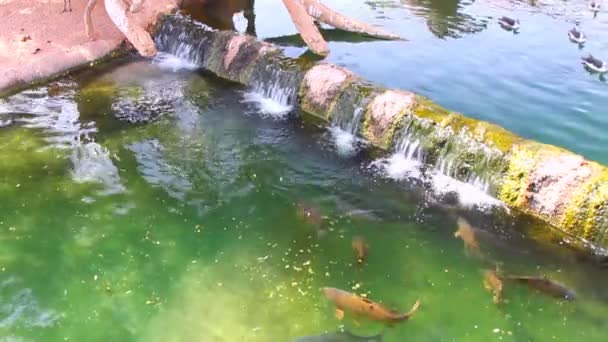 Reservatório com peixe e represa. Biopark, Valência, Espanha — Vídeo de Stock