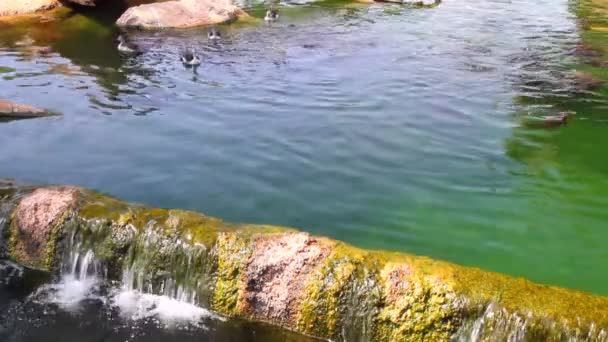 Damm och reservoar med fisk och ankor. Biopark, Valencia, Spanien — Stockvideo