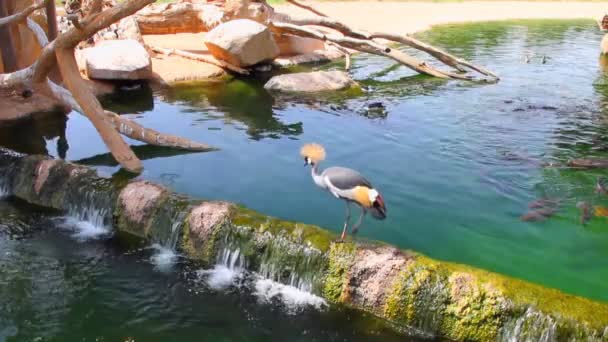 Krönt crane gå på dammen. Biopark, Valencia, Spanien — Stockvideo
