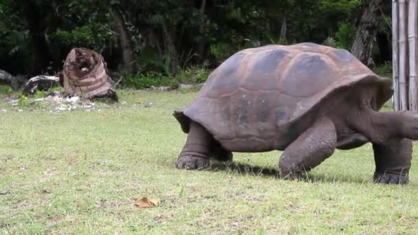 Camminando enorme tartaruga. Isola di Curieuse, Seychelles — Video Stock