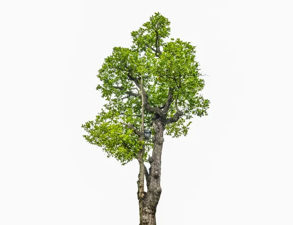 Alberi isolati — Foto Stock