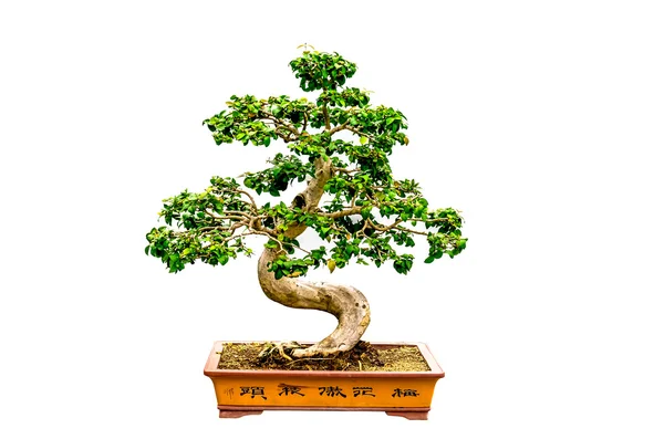 Bonsai fa elszigetelt — Stock Fotó