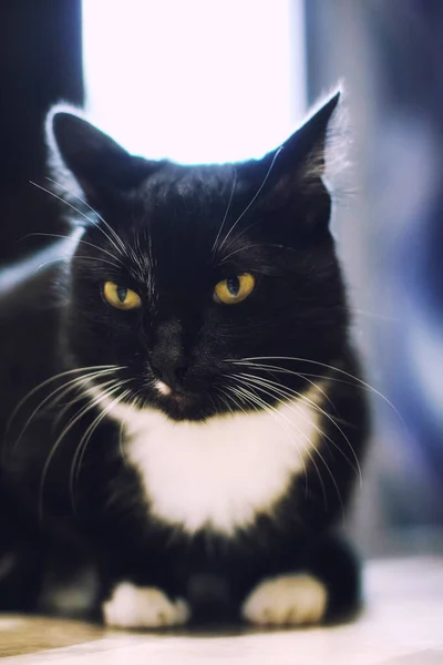 Eine Schöne Schwarze Katze Sitzt Auf Dem Boden — Stockfoto