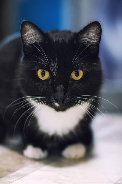 Красивая Черная Кошка Сидящая Полу — стоковое фото