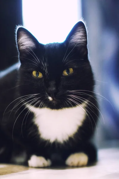 Гарний Чорний Кіт Сидить Підлозі — стокове фото