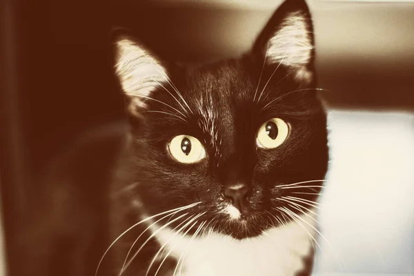 Beautiful Black Cat Sitting Floor — Stock Photo, Image