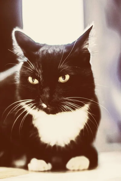 Een Mooie Zwarte Kat Zittend Vloer — Stockfoto