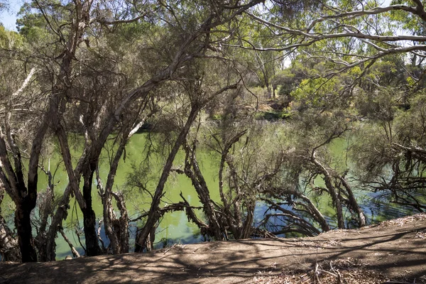 Swan River hidding za stromy pohled v Maali Bridge Park, Swan — Stock fotografie
