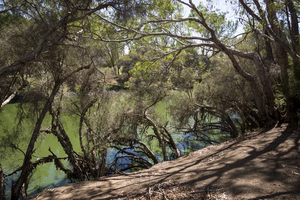 Swan River hidding achter bomen weergave in Maali Bridge Park, Swan — Stockfoto