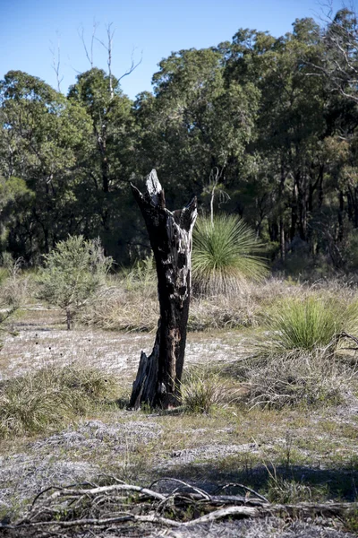 Resterna av brända träd i Whiteman Park, Australien — Stockfoto
