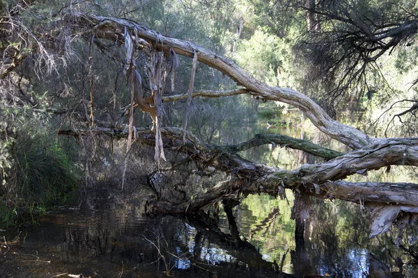 Mystic dammen med läskiga trädgrenar i Whiteman Park, Australien — Stockfoto