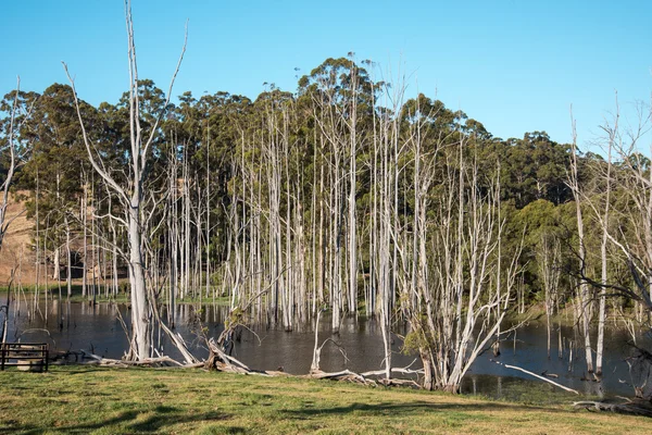 Döda träd i en liten sjö nära Pemberton — Stockfoto