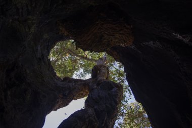 İçi boş içinde dev bir ağaç sızlamak