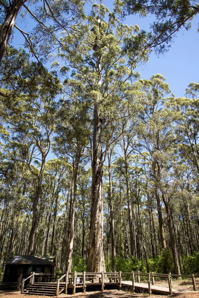 Diamond träd nära Pemberton, Western Australia — Stockfoto