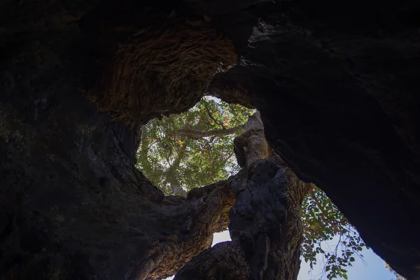 Im Inneren eines riesigen hohlen prickelnden Baumes — Stockfoto
