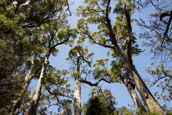 Giant pirra träd nära Walpole — Stockfoto