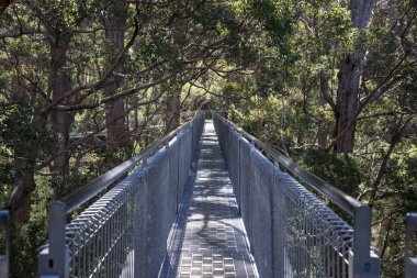 Tree Top Walk bridge in the Valley of the Giants clipart